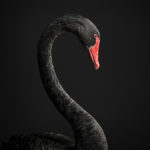 Black Swan